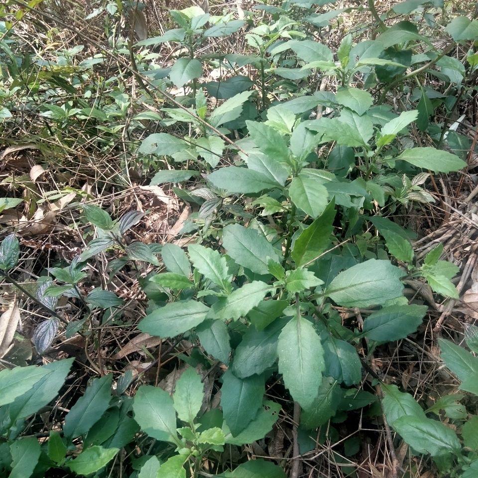 明月草苗盆栽白背菜降糖草神仙草蔬菜种植食用植物白子菜金鸡毛草 - 图3