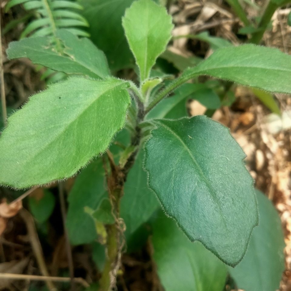 明月草苗盆栽白背菜降糖草神仙草蔬菜种植食用植物白子菜金鸡毛草 - 图2