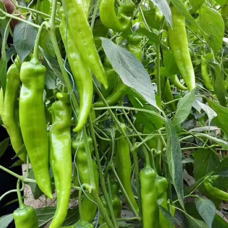 辣椒苗苗子秧苗夏秋四季种植食用青椒牛角椒菜椒线杭椒寿光蔬菜苗-图1