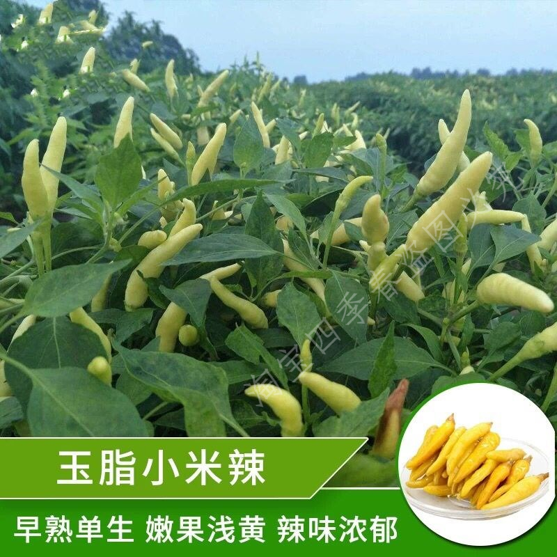 小米椒苗辣椒苗秧苗苗子秋冬四季种植秧蔬菜苗各种辣椒阳台盆栽苗 - 图2