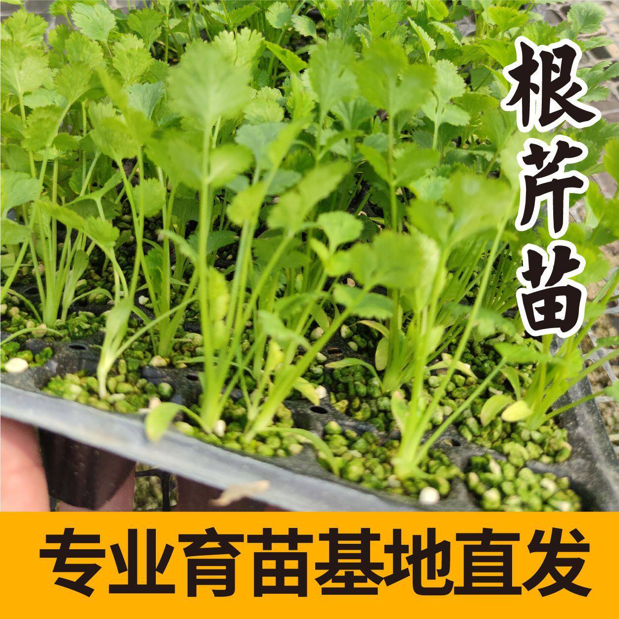 根芹苗四季芹菜苗子阳台庭院辣椒番茄苗西红柿贝贝大疙瘩老桩种球