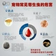 特 Thiên thần ngoài 蚤 vòng tròn con chó cưng mèo chống côn trùng cổ áo cổ áo tẩy giun bên ngoài mèo nhảy bọ cạp - Cat / Dog hàng ngày Neccessities Bát đựng thức ăn cho chó Cat / Dog hàng ngày Neccessities