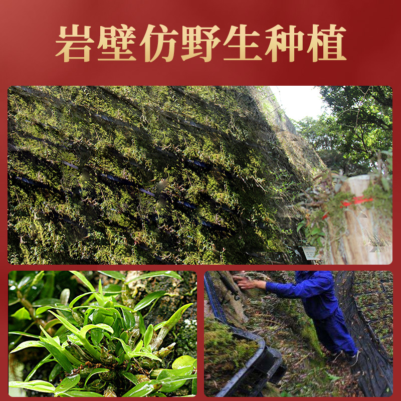 阿里健康大药房北京同仁堂健康青源堂产地霍山铁皮石斛枫斗年货节礼盒装非2