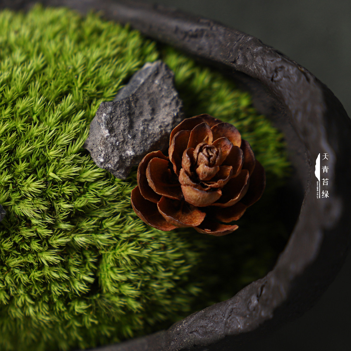 天青苔绿 新中式永生苔藓微景观 样板间家居儿童房桌面迷你小摆件,淘宝优惠券,粉丝福利购,淘宝优惠卷