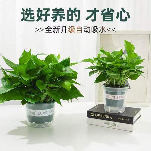 绿萝盆栽室内新房家用客厅绿植水培长藤大叶植物花卉盆栽绿箩好养 - 图0