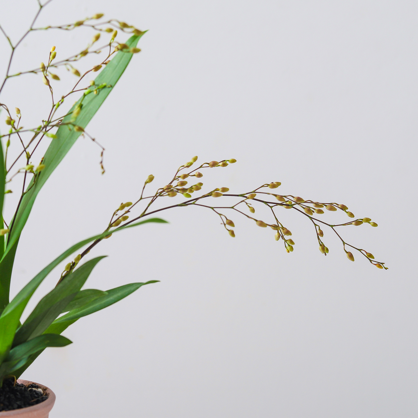 梦香兰盆栽室内客厅植物办公室桌面懒人好养花卉净化空气绿植盆景 - 图2