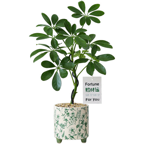 鸭掌木盆栽室内客厅植物办公室桌面懒人好养花卉四季常青绿植盆景 - 图3