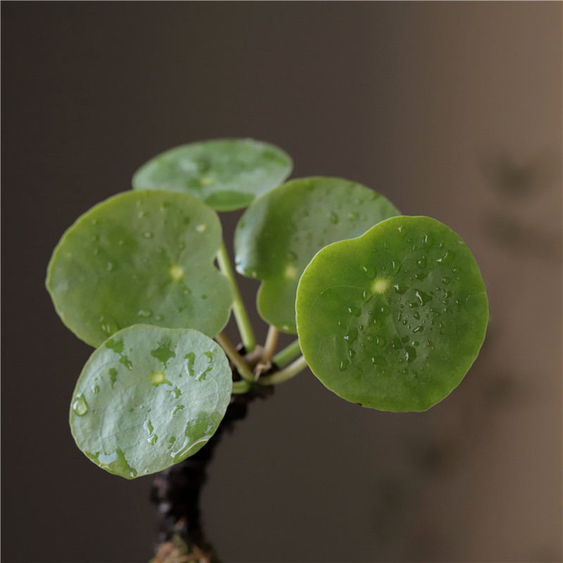 镜面草网红多肉吸甲醛金线老桩铜钱盆栽观叶植物茶几办公桌室绿植-图2