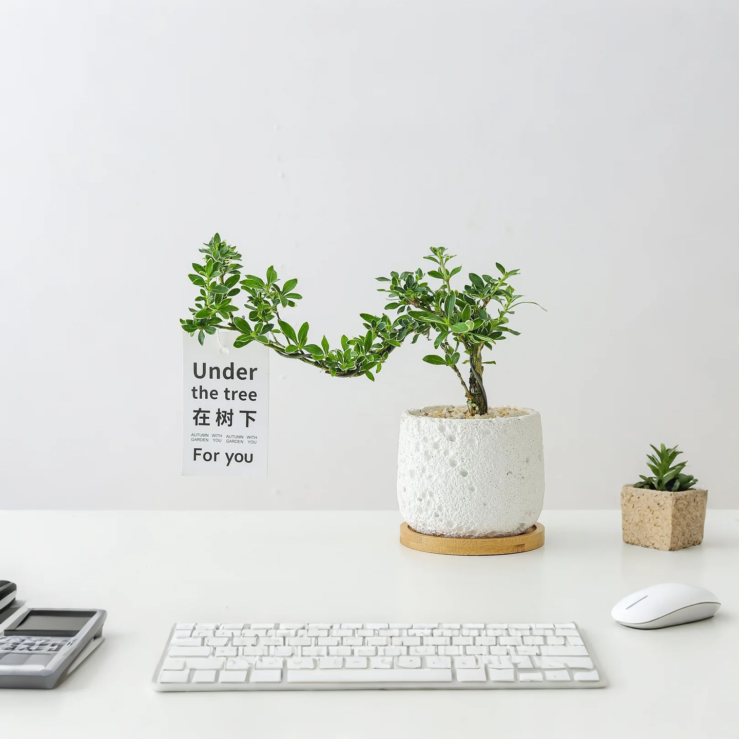 六月雪盆栽办公室内花卉四季好养活净化空气客厅桌面摆件盆景开花,淘宝优惠券,粉丝福利购,淘宝优惠卷