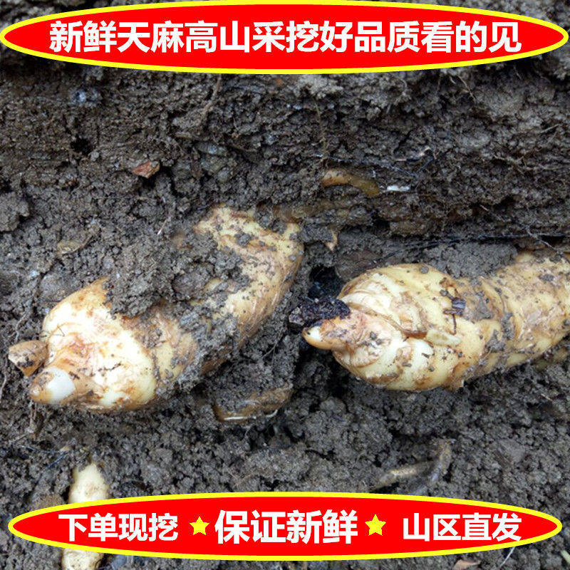  爱禧氏天麻