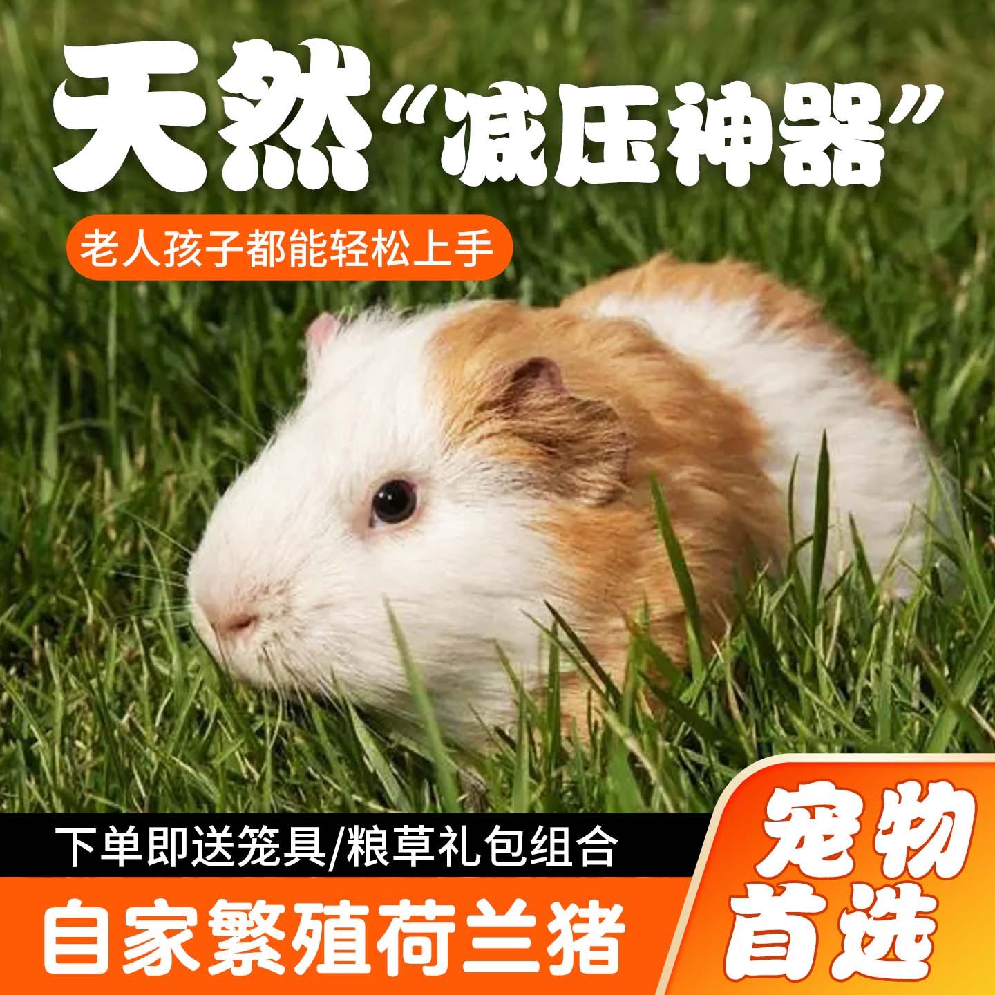 荷兰猪活物宠物荷兰鼠河南猪幼崽鼠兔卡皮巴拉天竺鼠活体加州豚鼠,淘宝优惠券,粉丝福利购,淘宝优惠卷