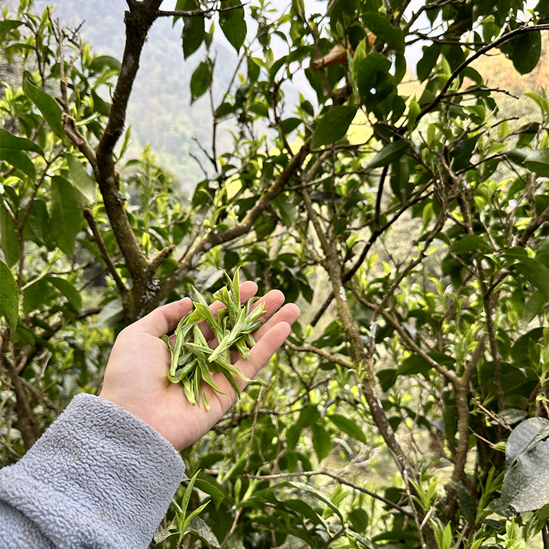 【明前茶】云南哀牢山虫谷野甘 生津回甘百年老树 保护区外围茶叶,淘宝优惠券,粉丝福利购,淘宝优惠卷