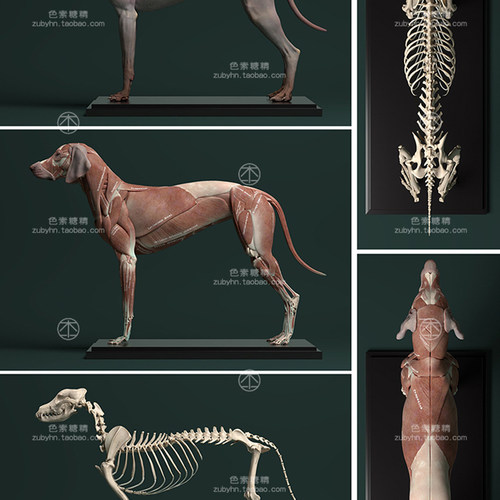 狗犬类动物皮肤骨骼肌肉解剖雕刻参考素材3d三维模型maya3dmaxc4d - 图2