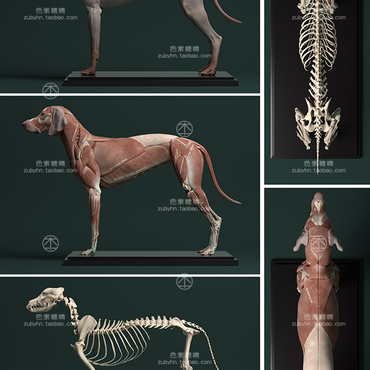 狗犬类动物皮肤骨骼肌肉解剖雕刻参考素材3d三维模型maya3dmaxc4d - 图1