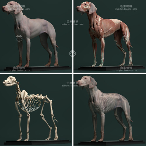 狗犬类动物皮肤骨骼肌肉解剖雕刻参考素材3d三维模型maya3dmaxc4d - 图3