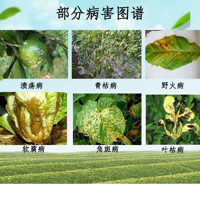 枯草芽孢菌杆菌农用微 生物菌剂枯草芽孢杆菌农用益生菌肥料菌肥 - 图2