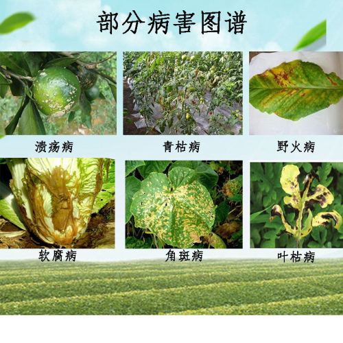 枯草芽孢菌杆菌农用微生物菌剂枯草芽孢杆菌农用益生菌肥料菌肥