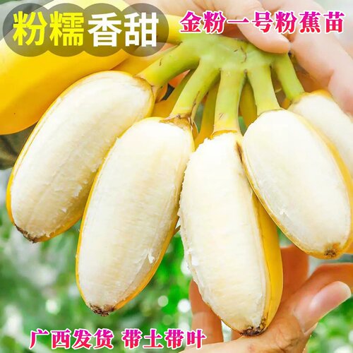 粉蕉树苗软糯香甜金粉一号粉蕉苗矮化香蕉树苗阳台庭院盆栽地栽 - 图0