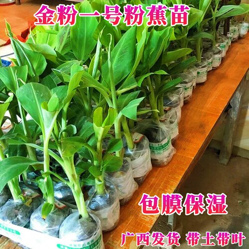粉蕉树苗软糯香甜金粉一号粉蕉苗矮化香蕉树苗阳台庭院盆栽地栽 - 图1