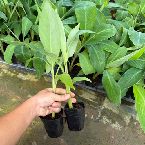 香蕉王中蕉9号香蕉苗树红香蕉粉蕉苗当年结果单果两百斤盆栽地栽 - 图0