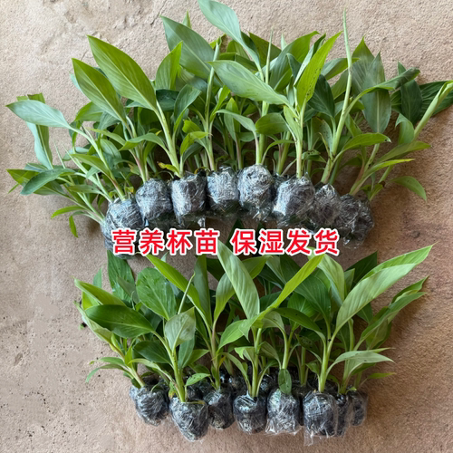 香蕉王中蕉9号香蕉苗树红香蕉粉蕉苗当年结果单果两百斤盆栽地栽 - 图1