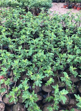 无花果树果苗四季庭院地栽阳台盆栽矮化种植苗特大果树苗当年结果