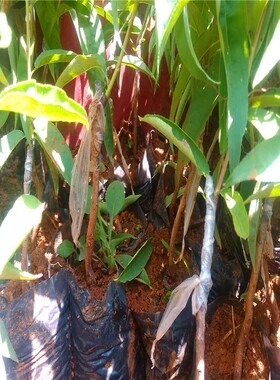 嫁接桃树苗蒙自鹰嘴水蜜桃树苗盆栽地栽南方北方种植早熟包邮包活