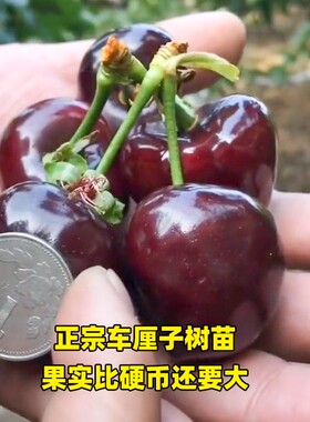 樱桃树苗嫁接车厘子大樱桃树苗
