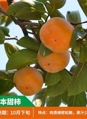 日本甜柿子树苗南北方庭院地栽大树活苗阳台盆栽嫁接果树当年结果