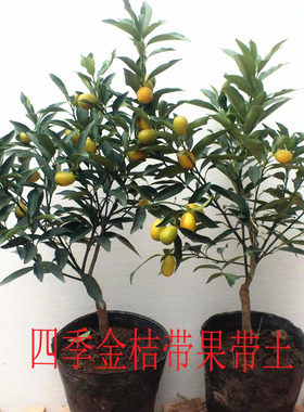广西四季蜜桔脆皮金桔南北方种植盆栽地栽庭院阳台当年种结果树苗