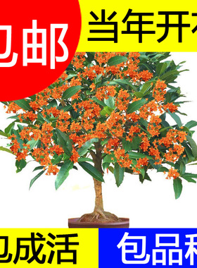 桂花树盆栽四季浓香型嫁接植物