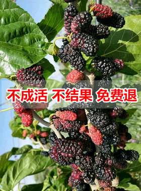 桑树苗台湾长果桑苗桑椹各种水果苗南方北方阳台庭院四季盆栽种植