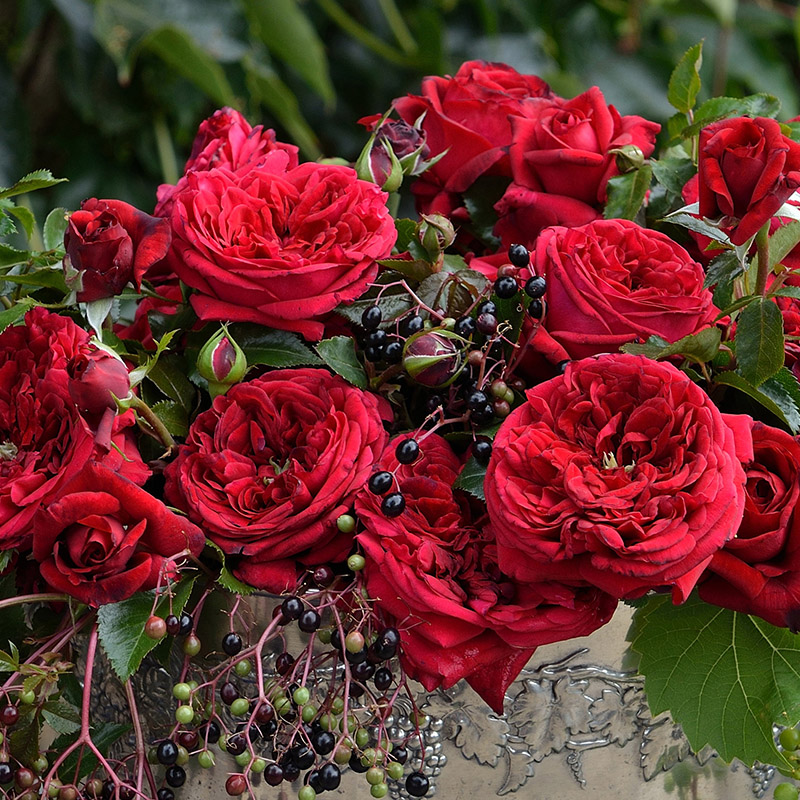 玫瑰国度藤本月季花苗的天使四季开阳台庭院爬藤耐荫观花浓香花卉 - 图0