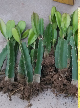 火龙果苗盆栽当年红心种植四季