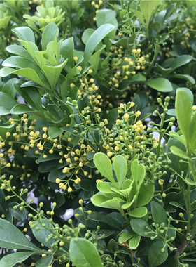 浓香植物米兰花苗盆栽办公室