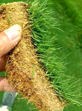 四季常青草坪种子护坡草种子绿化草籽马尼拉草皮庭院草种籽子草