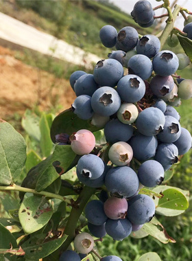 蓝莓苗果树苗当年结果