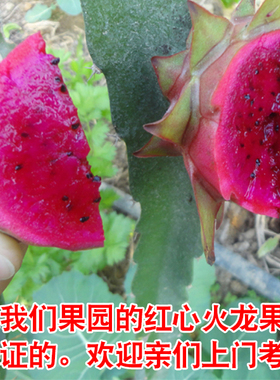 火龙果苗红心火龙果当年结果