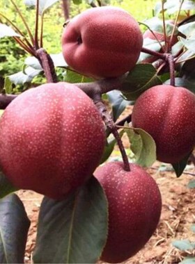翠冠梨苗梨树果苗南北方庭院地栽种植大树室内盆栽嫁接当年结果