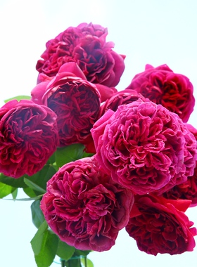 四季玫瑰花莎士比亚深紫色