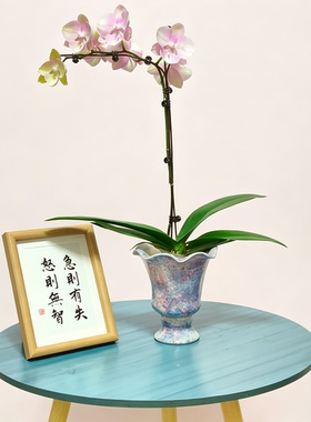 垂丝茉莉小蛮腰白色镁泥花盆