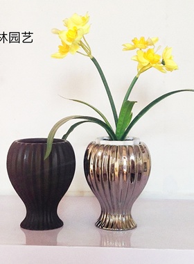 蝴蝶兰盆栽带花室内花瓶