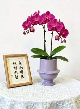 欧式高级感陶瓷花瓶摆件客厅卧室蝴蝶兰文心兰石斛兰简约个性花盆