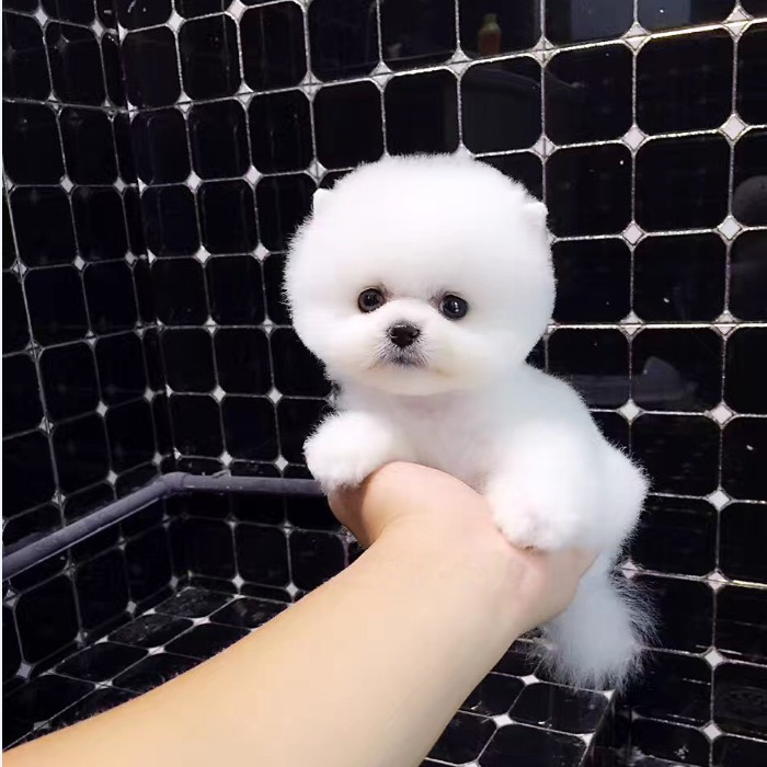 领养博美犬幼犬长不大茶杯犬袖珍家养俊介小型犬宠物训练狗狗活体 Cku犬舍基地直销 淘优券