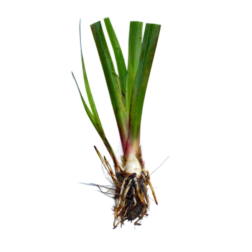 水菖蒲石菖蒲好养易活水培植物阳台养龟养鱼净化水质庭院挺水植物 - 图3