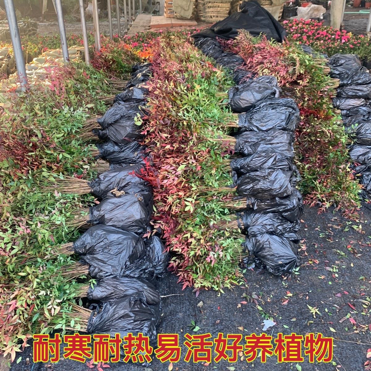 火焰南天竹盆栽客厅水培绿植物真树苗室内外庭院耐寒老桩竹子花卉,淘宝优惠券,粉丝福利购,淘宝优惠卷