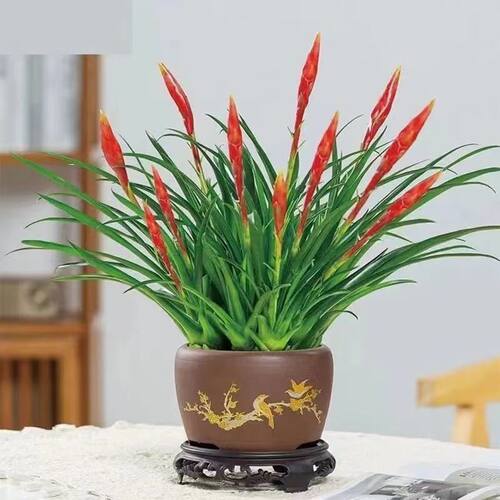 【带花发货】招财手小辣椒鸿运当头花卉绿植室内桌摆盆栽水培 - 图1