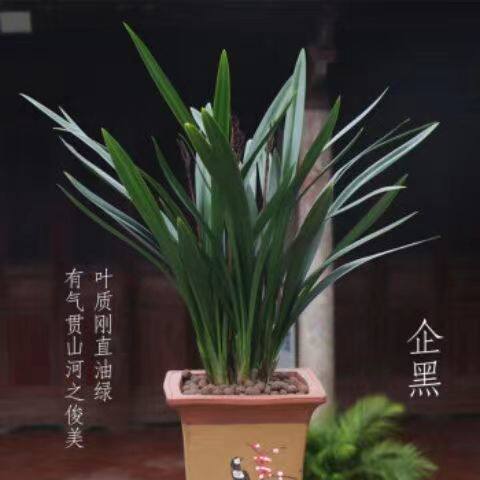 【精品兰花】墨兰室内客厅办公室耐寒懒人浓香型花卉四季常青 - 图1