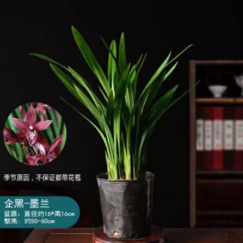 【精品兰花】墨兰室内客厅办公室耐寒懒人浓香型花卉四季常青 - 图0