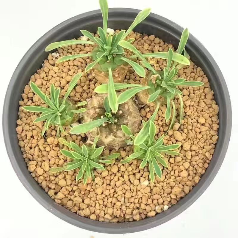 峨眉山多肉铁甲麒麟大戟科精致植物群生菠萝块根盆栽绿植花卉芦荟 - 图2